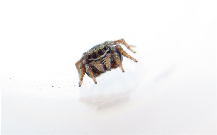 Salticidae:  Euophrys sp.